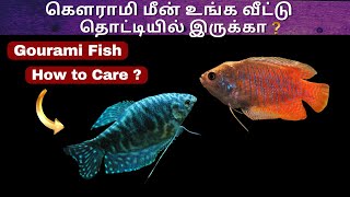 Gourami Fish Care in Tamil  Aqua shots  AS [upl. by Olympie722]