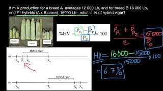 How to calculate Hybrid Vigor [upl. by Inama]