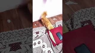 aaha tamatar Bade majedar vah tamatar Bade majedar😅catcutecatloveryoutubeshort [upl. by Eralcyram]