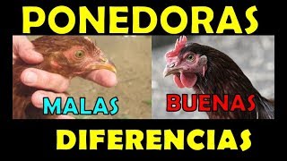 DIFERENCIAS entre una BUENA y una MALA GALLINA PONEDORA seleccion de aves [upl. by Timmons432]