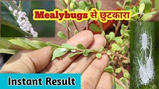 Mealybugs Treatment  how to control houseplants pests  मिली बग्स से छूटकारा कैसे पाए  mealybugs [upl. by Romeo]