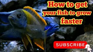 How to get your fish to grow extremely faster than normal [upl. by Enerahs]