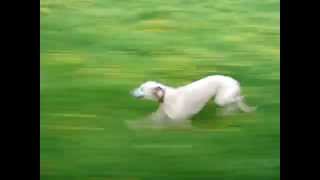 Whippet running at speed close up [upl. by Yltneb]