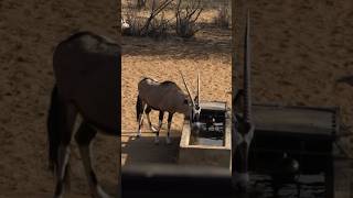 Waiting for something special to happen 🏹 bowhunting hunting namibia africa [upl. by Nueoras]