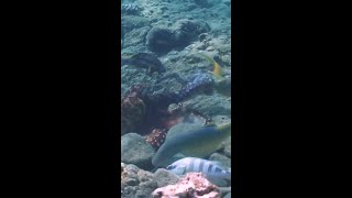 Octopuses show fish whos boss by punching them [upl. by Ella530]