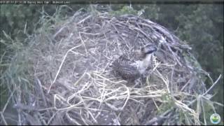 Belwood Lake Osprey Nest Cam  Spero Gets His bed Ready For The Night July 11 2017 [upl. by Joly]