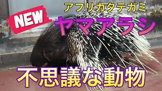 不思議な動物🥹ヤマアラシ【NEW公開】 のんほいパーク 豊橋動物園 ヤマアラシ アフリカタテガミヤマアラシ [upl. by Krause705]