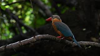 เสียงนกกระเต็นใหญ่ธรรมดา Storkbilled Kingfisher call [upl. by Ardnikal]