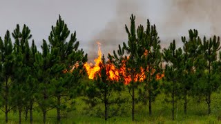 Wildfire Caused By Lightning Strike Hopewell FL 62824 [upl. by Pisarik460]