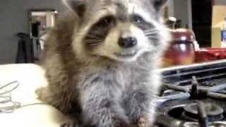 Raccoon Caramel super cute animal video [upl. by Nairad]