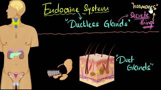 Endocrine system major hormones amp functions  Control amp Coordination  Biology  Khan Academy [upl. by Ji640]