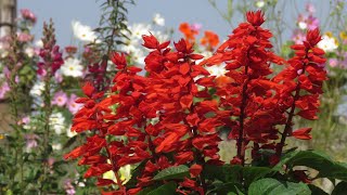 Salvia Flower  Salvia Plant Care  Grow Salvias Easily [upl. by Monro]