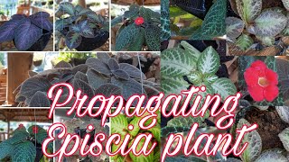 How to Propagate Episcia Plants [upl. by Noedig]