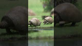 The Glyptodon The Prehistoric Armadillo The Size Of A Car history darkhistory creature [upl. by Mcgill]