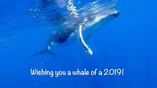 Animal New Year Greeting 2019  Birdsong and the EcoWonders [upl. by Ardnola]