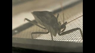 Feeding My Assassin Bug a Cricket 55 [upl. by Mail]