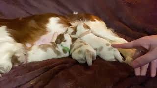 Newborn Cavalier Puppies Live 4 Days Old [upl. by Estey]