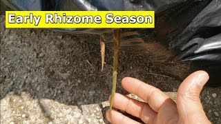 Rhizome Season Looks to be a Bit Early This Year [upl. by Candyce]