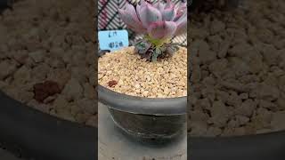 3000 Succulent plants cutting leaves for growing succulent succulentgrower gardenlandscaping [upl. by Leonore]