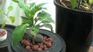 Hydroponics for BeginnersEasy DIY System [upl. by Yremogtnom]