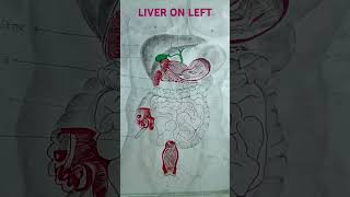 Liver care [upl. by Inod821]