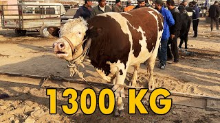 BIGGEST GIANT BULLS IN THE WORLD 2024  1300 KG BULL [upl. by Sanjiv]