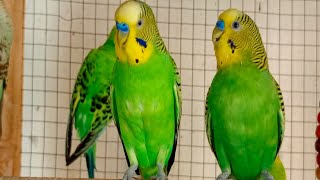 3 Hr Budgies Chirping Talking Singing Parakeets Sounds Reduce Stress  Relax to Nature Bird Sounds [upl. by Kcirddet]