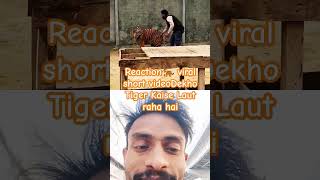 Reaction viral short video tiger tiger animals wildlife tigercat bigcats shankarsiva2661 [upl. by Kliman]