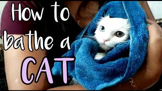 How to bathe a Cat  How to wash your Cats step by step  Cat bathing  Save Money 💰 [upl. by Kassey328]