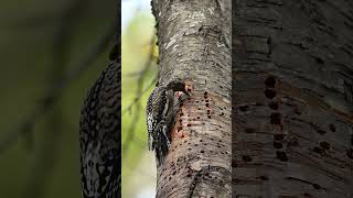 Female Yellowbellied sapsucker checking on wells birding woodpeckers birdphotography [upl. by Farl]