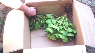 How to Store Geraniums Over Winter [upl. by Amati]