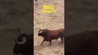 💯ENORME TORO DE HERMANOS GONZÁLEZ💯 FISTAS DE SAN PEDRO💥💥 [upl. by Kurys]