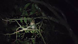 Collared Scops Owl call [upl. by Aerised]