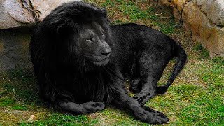 Les 9 Lions les Plus Rares au Monde [upl. by Ylak84]