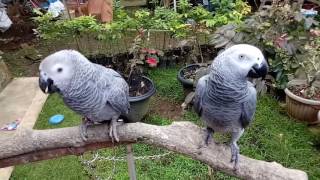 INFO Jual Afgrey african grey parrot [upl. by Onifled909]