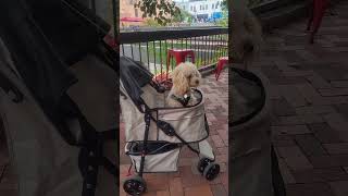 Tired Too much waiting for lunch Miniature Poodle in Washington DC [upl. by Otreblanauj]