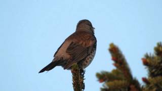 Wacholderdrossel Turdus pilaris Eifel  Dohr [upl. by Dnumsed]