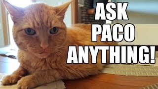 Ask Paco Anything Cat Answers Your Questions Babyteeth More [upl. by Ceciley]