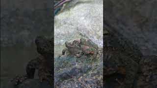 Frog Croaking Sound Effect  Sounds in Nature naturesounds [upl. by Casabonne7]