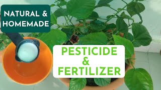 Homemade Pesticide amp Fertilizer For Plants  How To Make Buttermilk Fertilizer Fungicide Pesticide [upl. by Sirak]