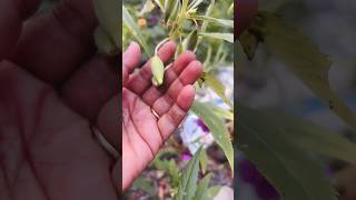 Dopati flower trending flowers flowergarden viralvideo nature gardening 🥀🥀🥀 [upl. by Iegres]