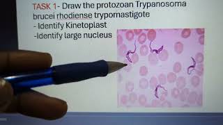 Part 2Intro to Microbiology Labs Jan 2023 [upl. by Airenahs]