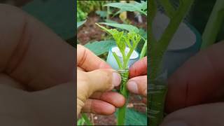 Grafting on Tomato 🍅 plant shorts [upl. by Laurence953]