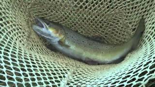 Die Laichwanderung der Seeforelle  Lake Trout spawning [upl. by Costa]