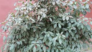 Bathinda City Video I Part 5 [upl. by Eillen760]