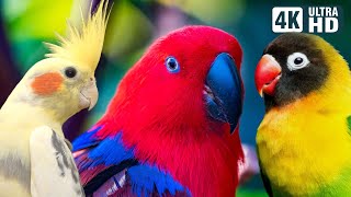 Wonderful Small Parrots  Soothing Nature Scenes  Stress Relief  Relaxing Bird Sounds  Calm Time [upl. by Iorgo59]