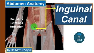 Inguinal canal  Anatomy  3D anatomy  Dr Mayur Sayta [upl. by Astto321]