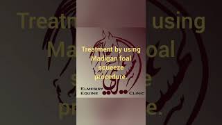 Neonatal maladjustment syndrome in Arabian Foal [upl. by Milah]