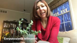 Corpuscularia Lehmannii quick tip [upl. by Kanter]