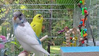 8 hours Budgie sounds  Talking to 1KM [upl. by Catto]